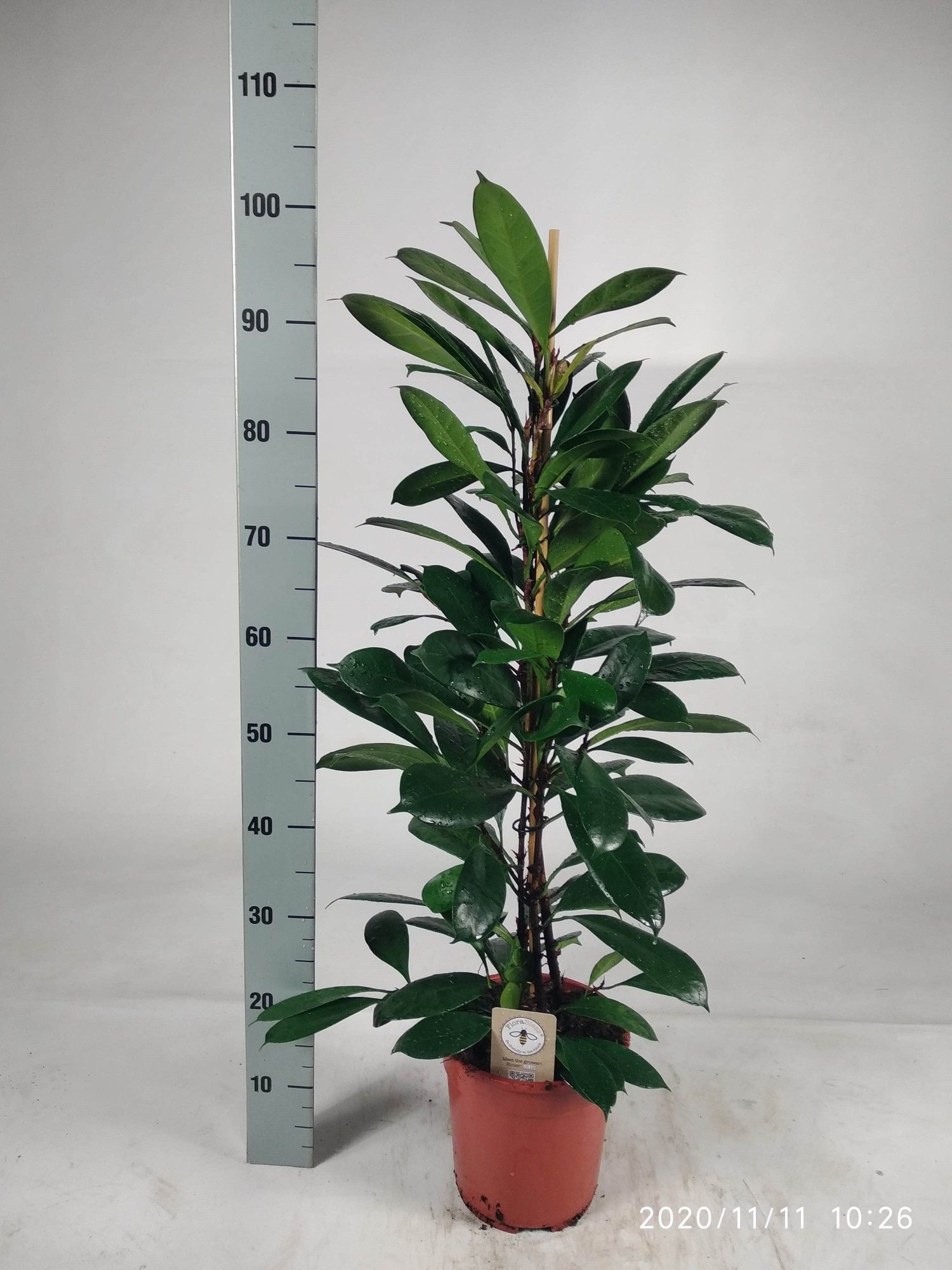 Ficus Cyathistipula 21P 100H 3stek