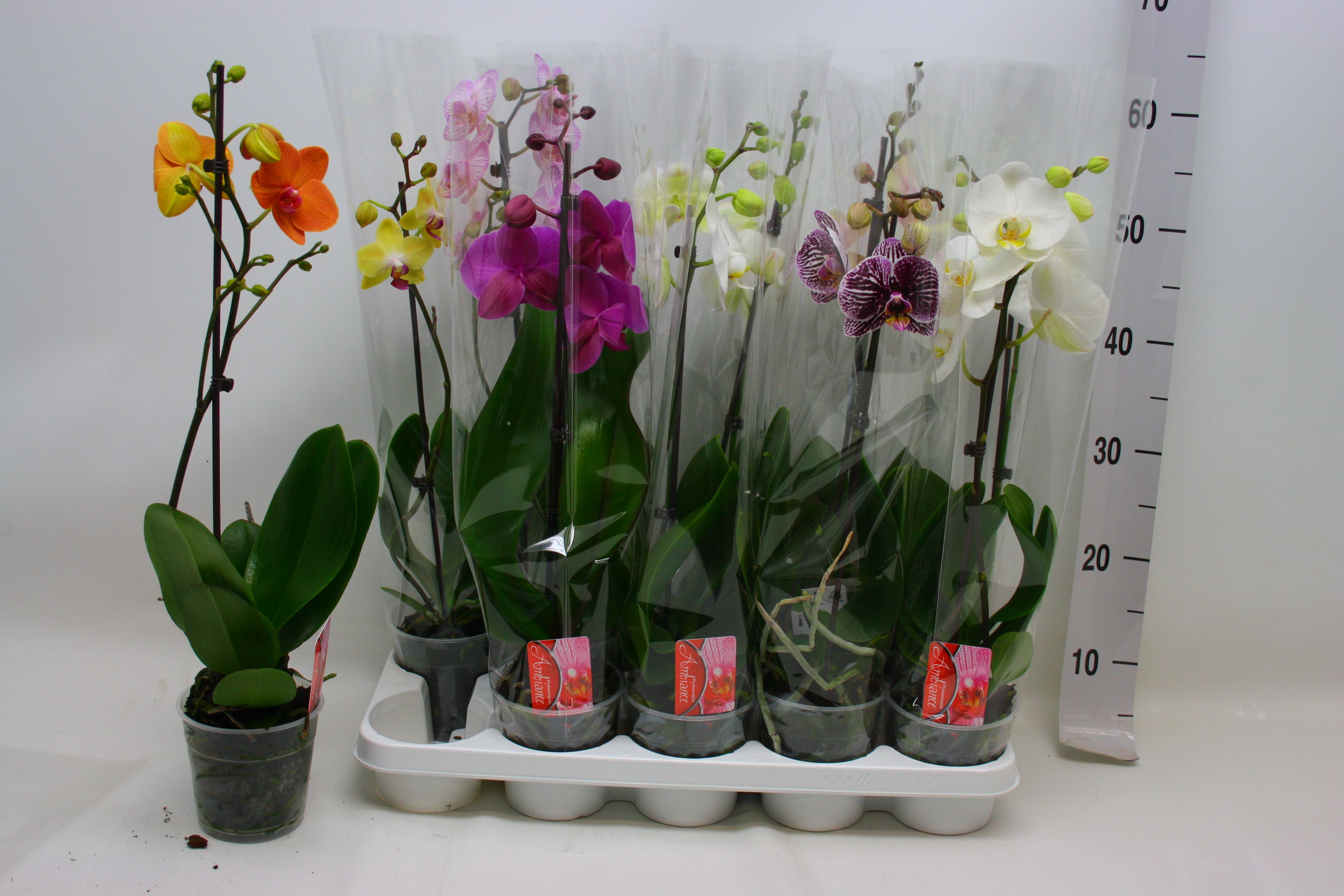 Phal Gem 12P 50H 1TAK 6bloem 23bloei
