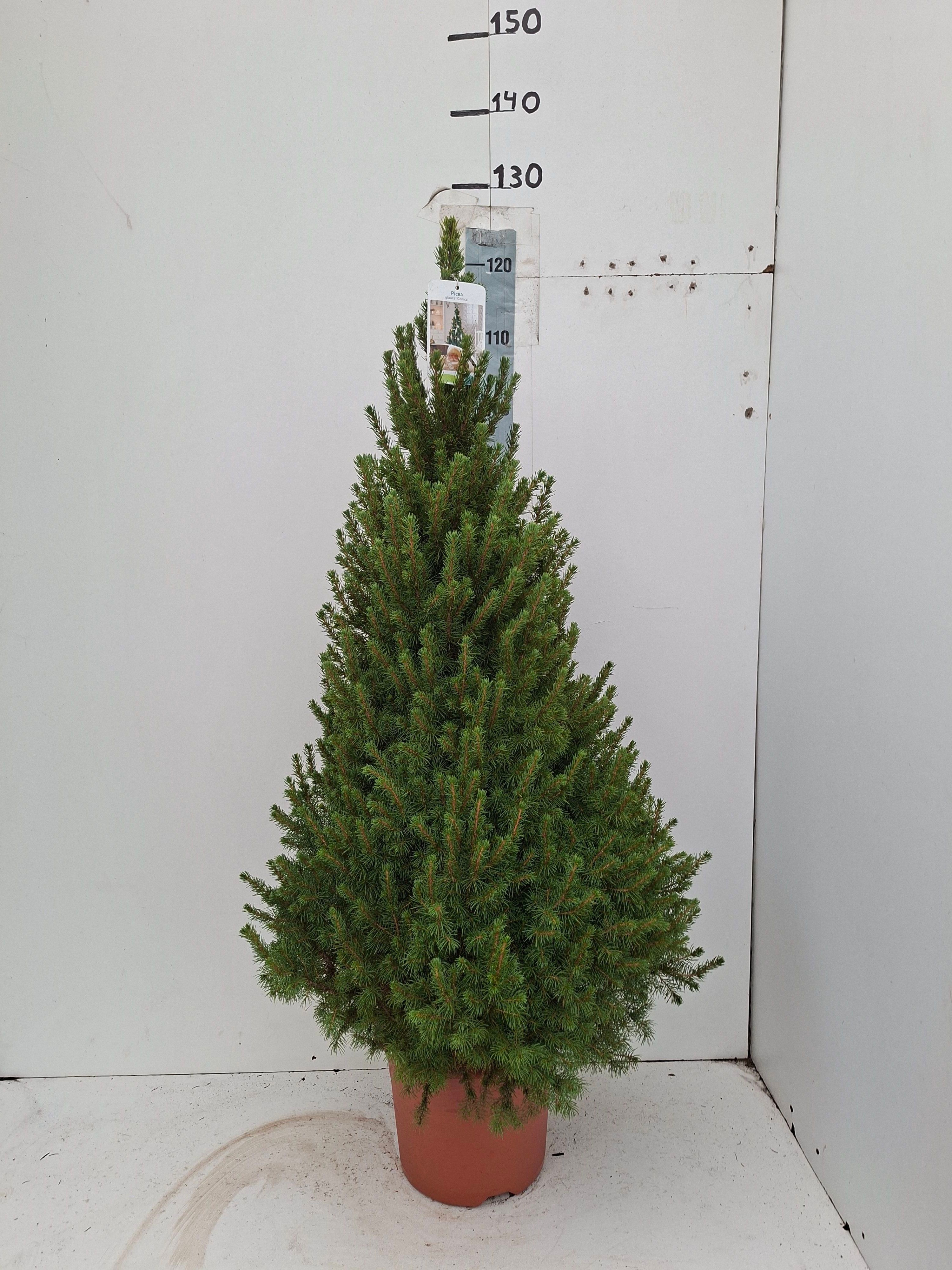 Picea Gl Conica 26P 110H