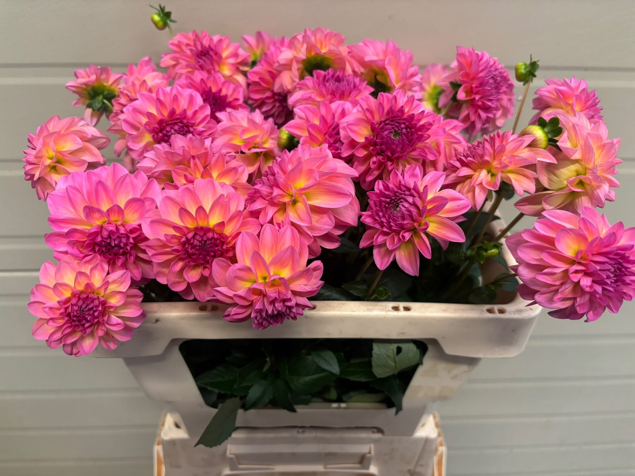 Dahlia Esli 50cm