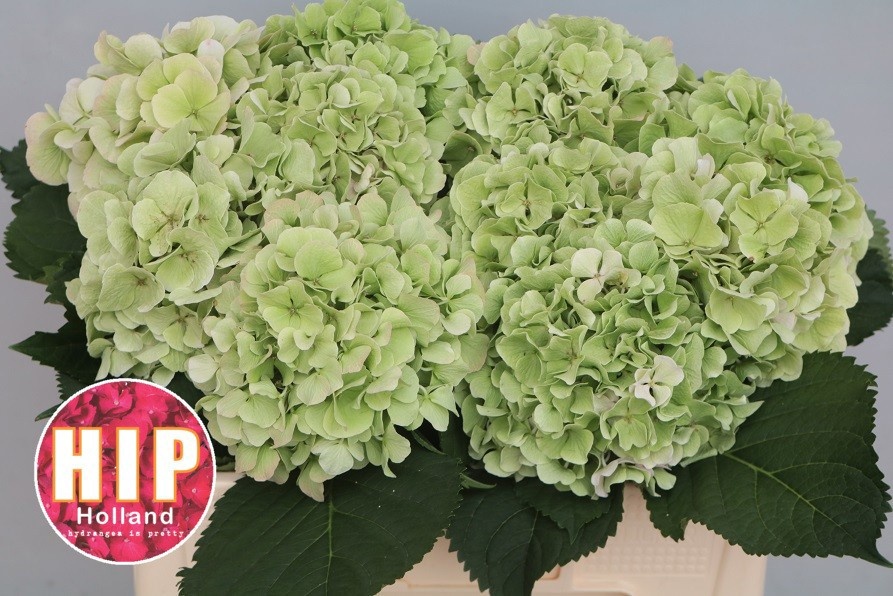 Hydrangea Verena Classic Pink 50cm 18Ø