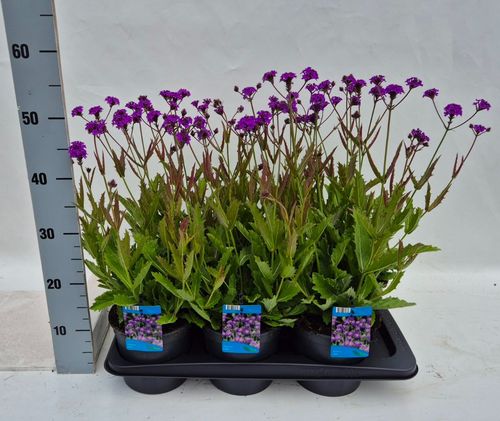 Verbena rigida Venosa p17 Weet