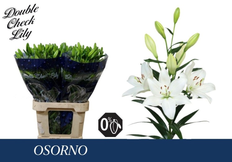 Li La Osorno
