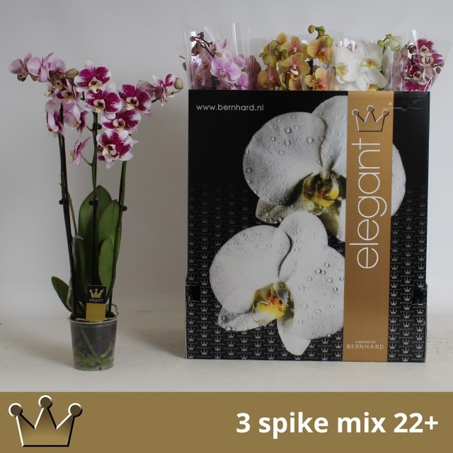 Phal Gem 7 Kl 12P 70H 3TAK 22bloem 44bloei