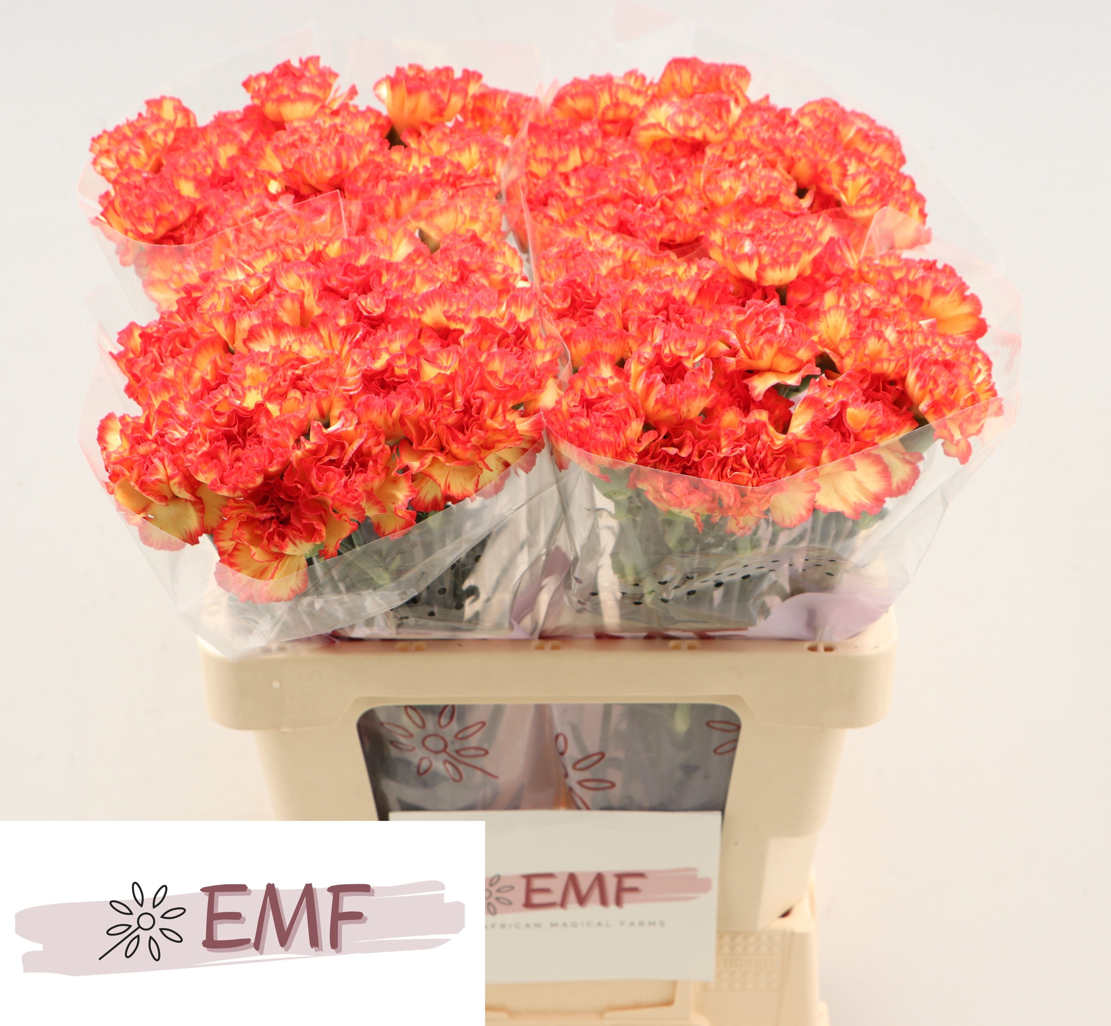 Dianthus St Zenit 60cm