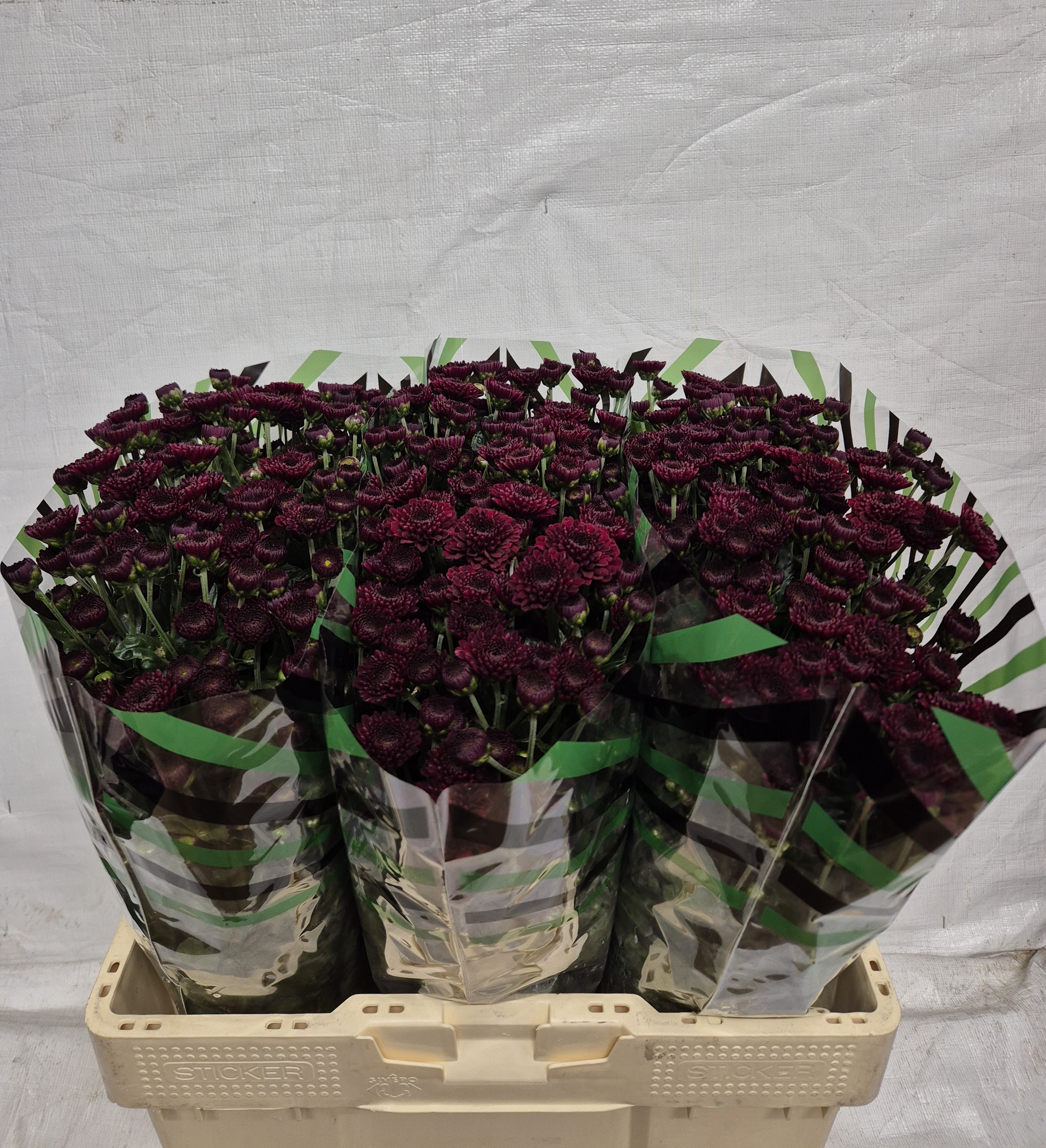 Chrys Santini Jinda Red 55cm 100Ø
