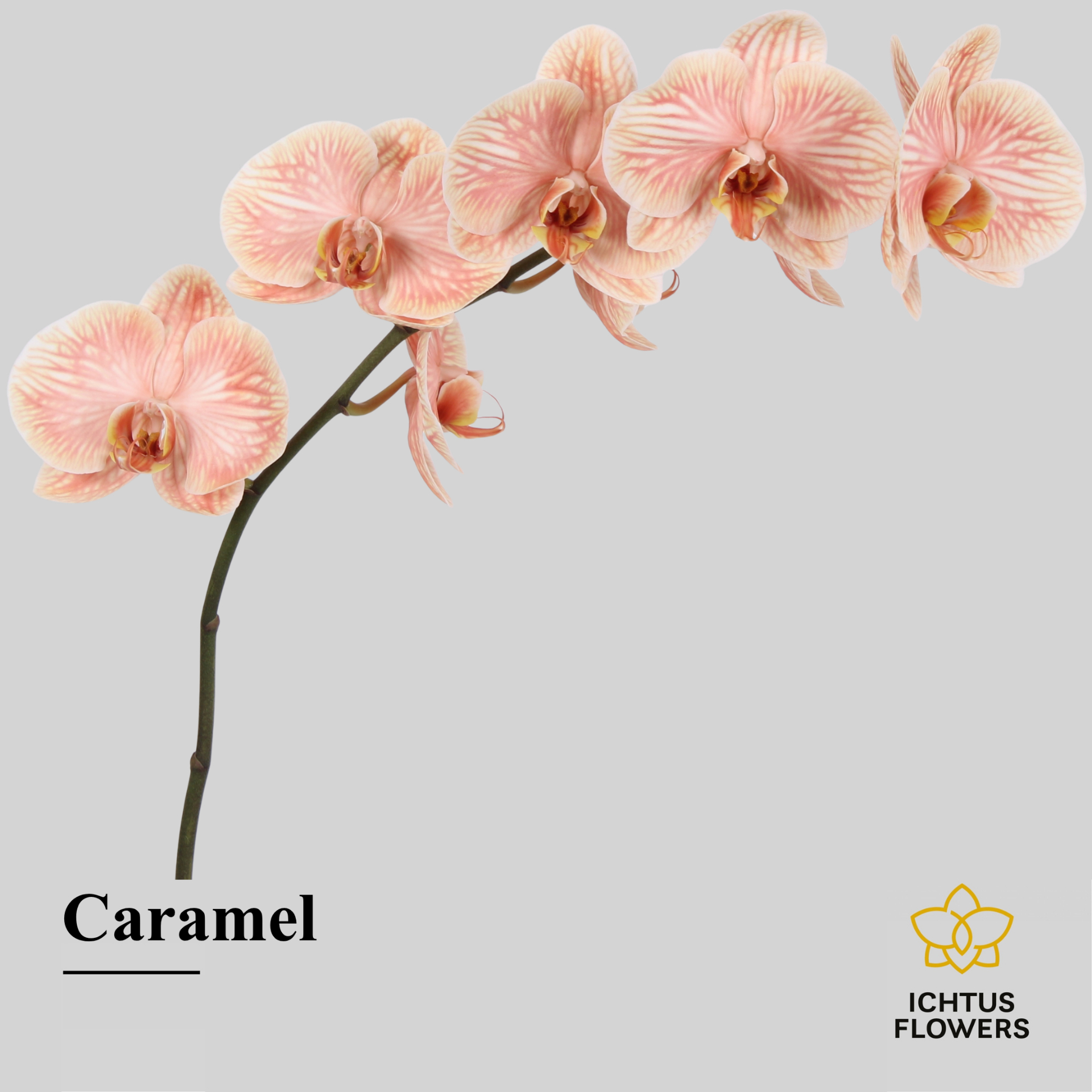 Phal Painted Excl. Caramel Tak 7-9