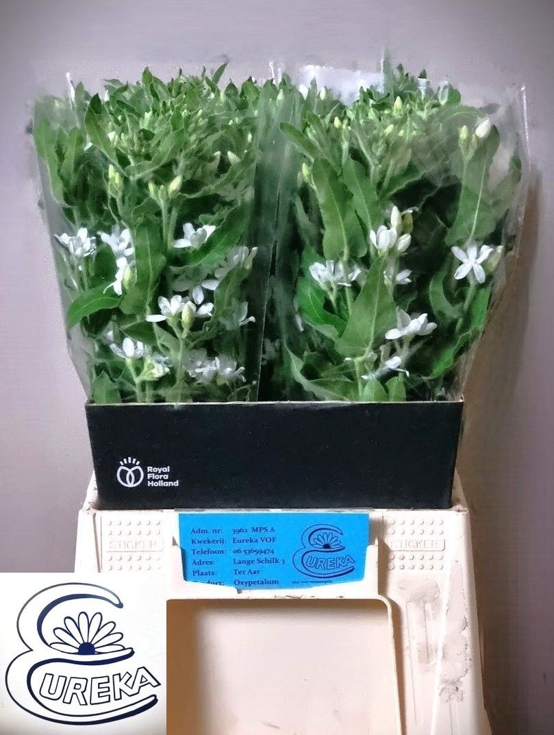 Oxypetalum Alba 50cm
