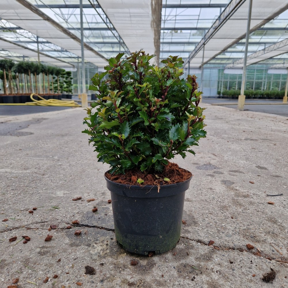 Picture of Ilex mes. Little Rascal C3.5 20/25 (LOOSE)