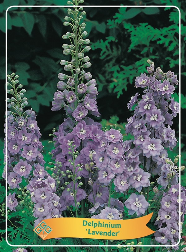 Picture of Delphinium mix 6x10 srt. per shelve P11