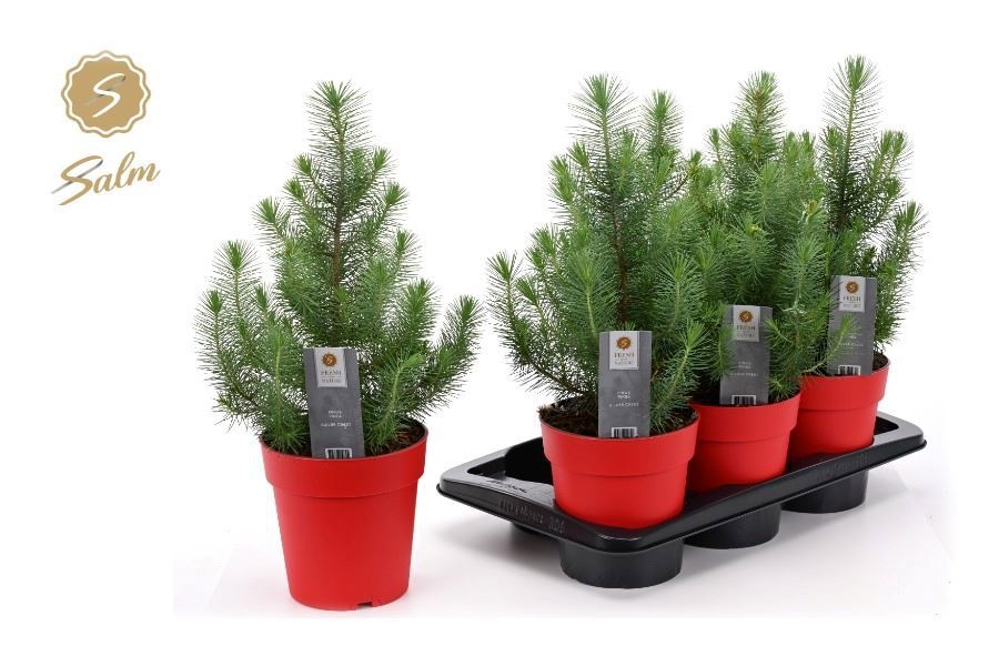 Pinus Silver Crest 17P 45H