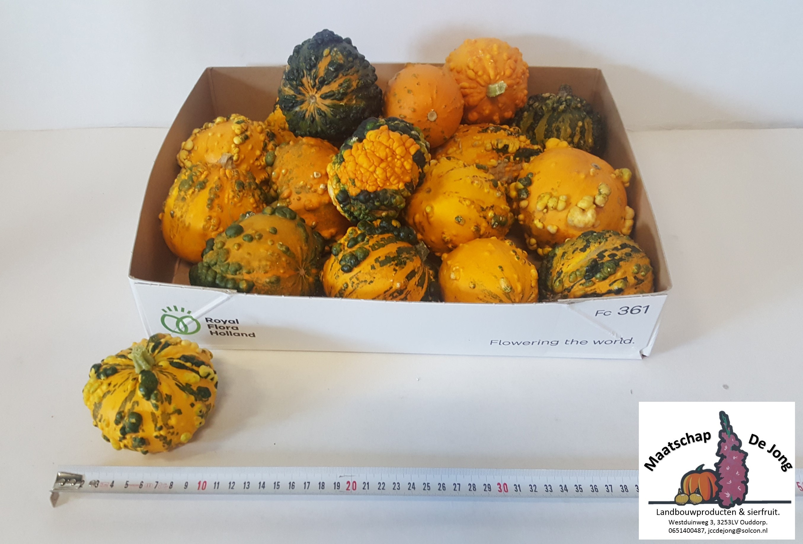Cucurbita Warts Mix