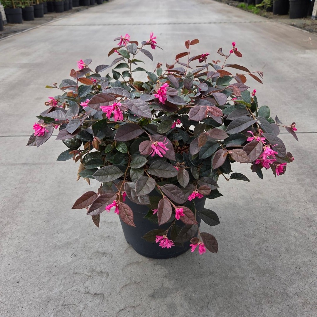Loropetalum chinense 'Fire Dance'