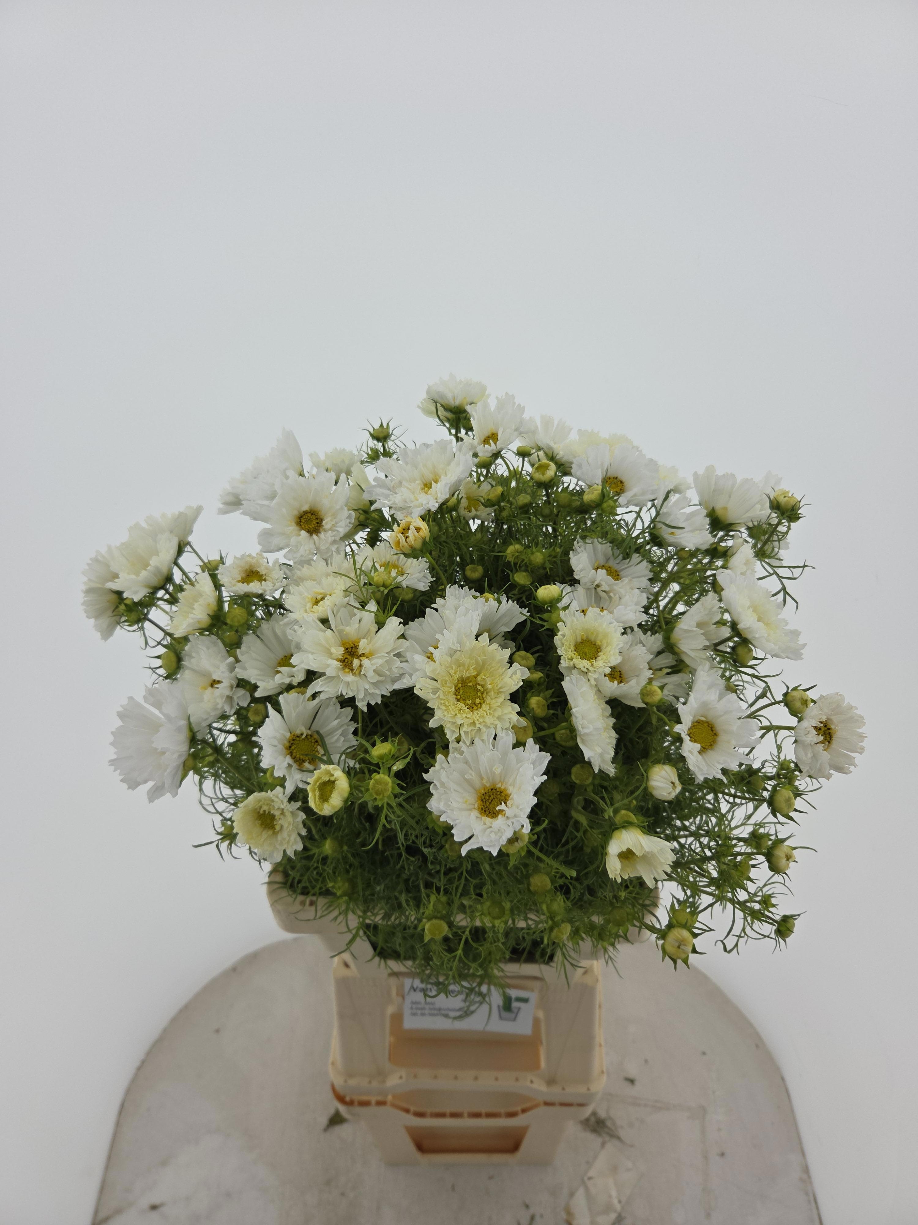 Cosmos Bipinnatus
