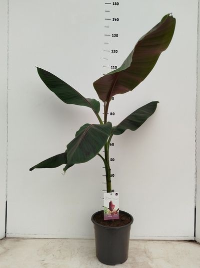Musa sikkemensis red tiger