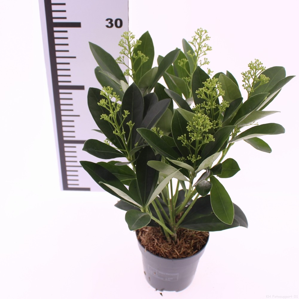 Picture of Skimmia jap. 'Finchy'