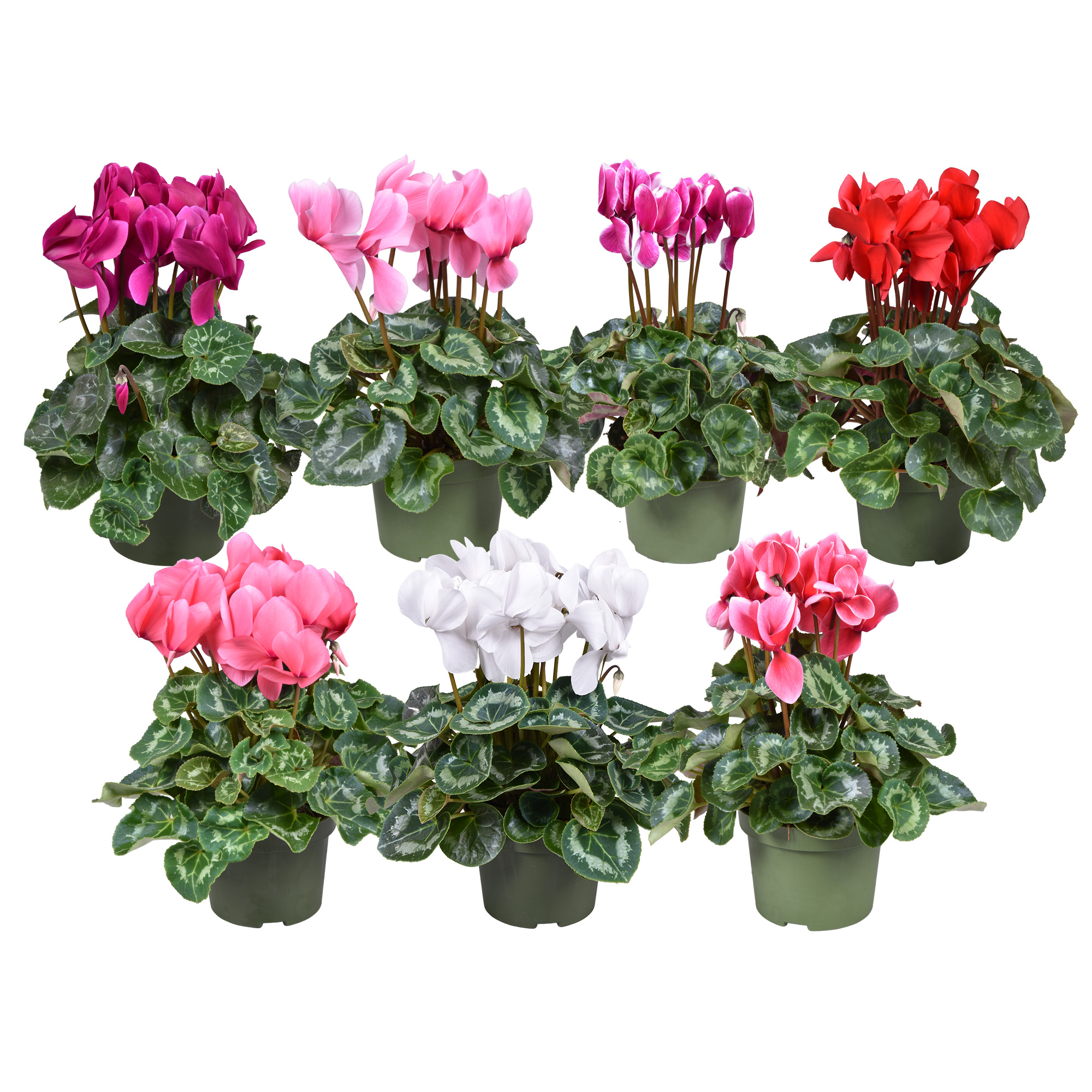 Picture of Cyclamen SS Mammoth in varieties P13 30CM