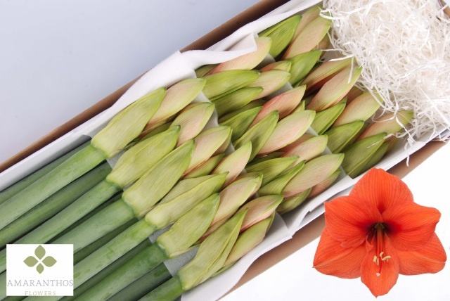 Hippeastrum Desire 4bl