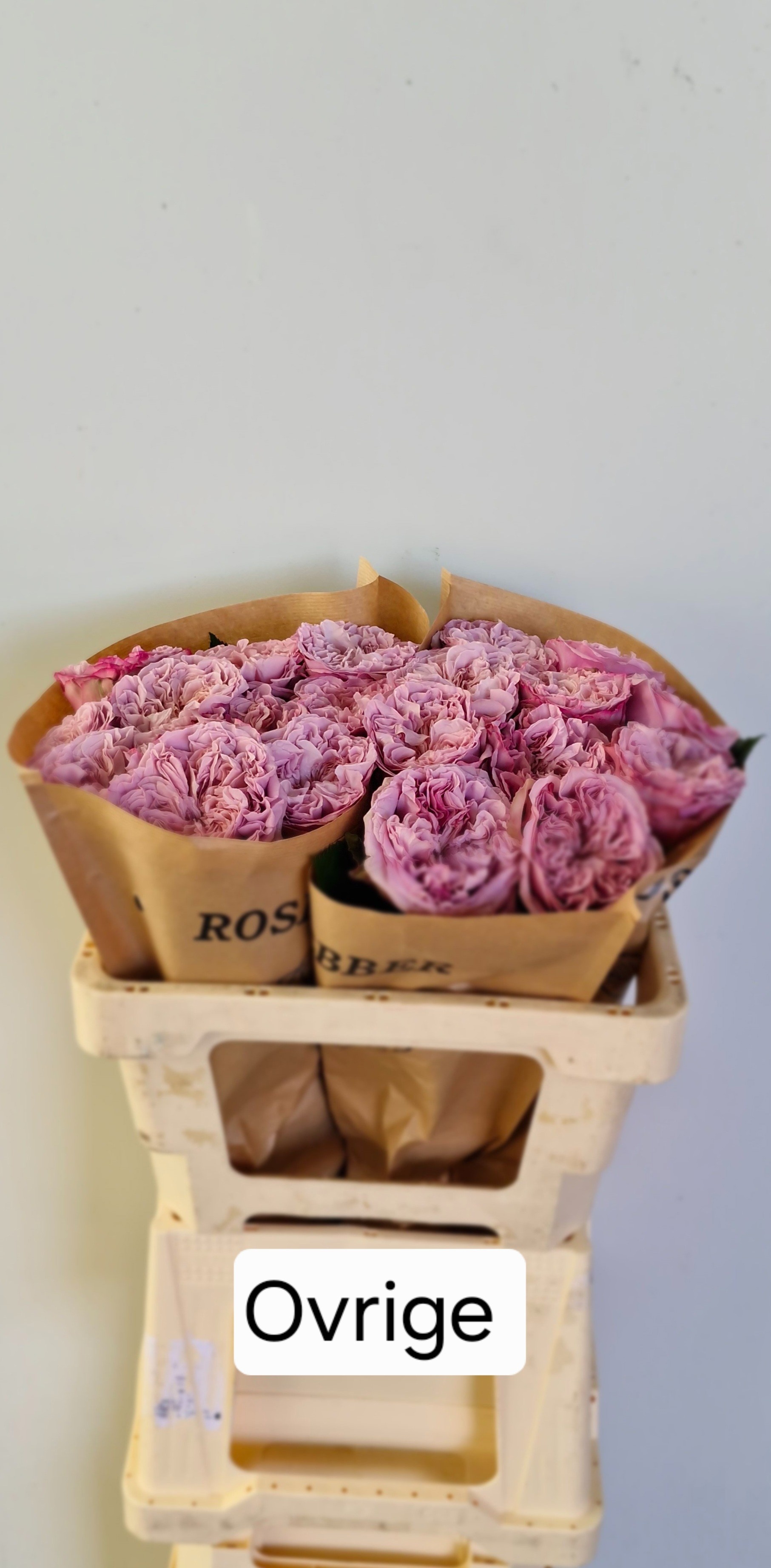 Rosa 50cm