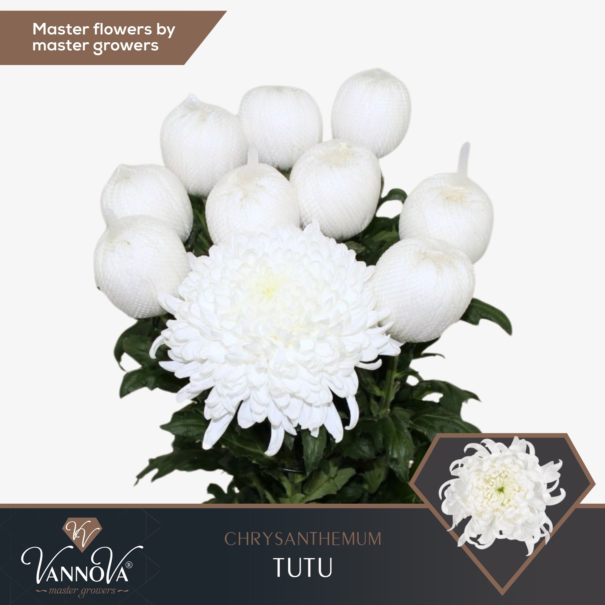 Chr G Tutu