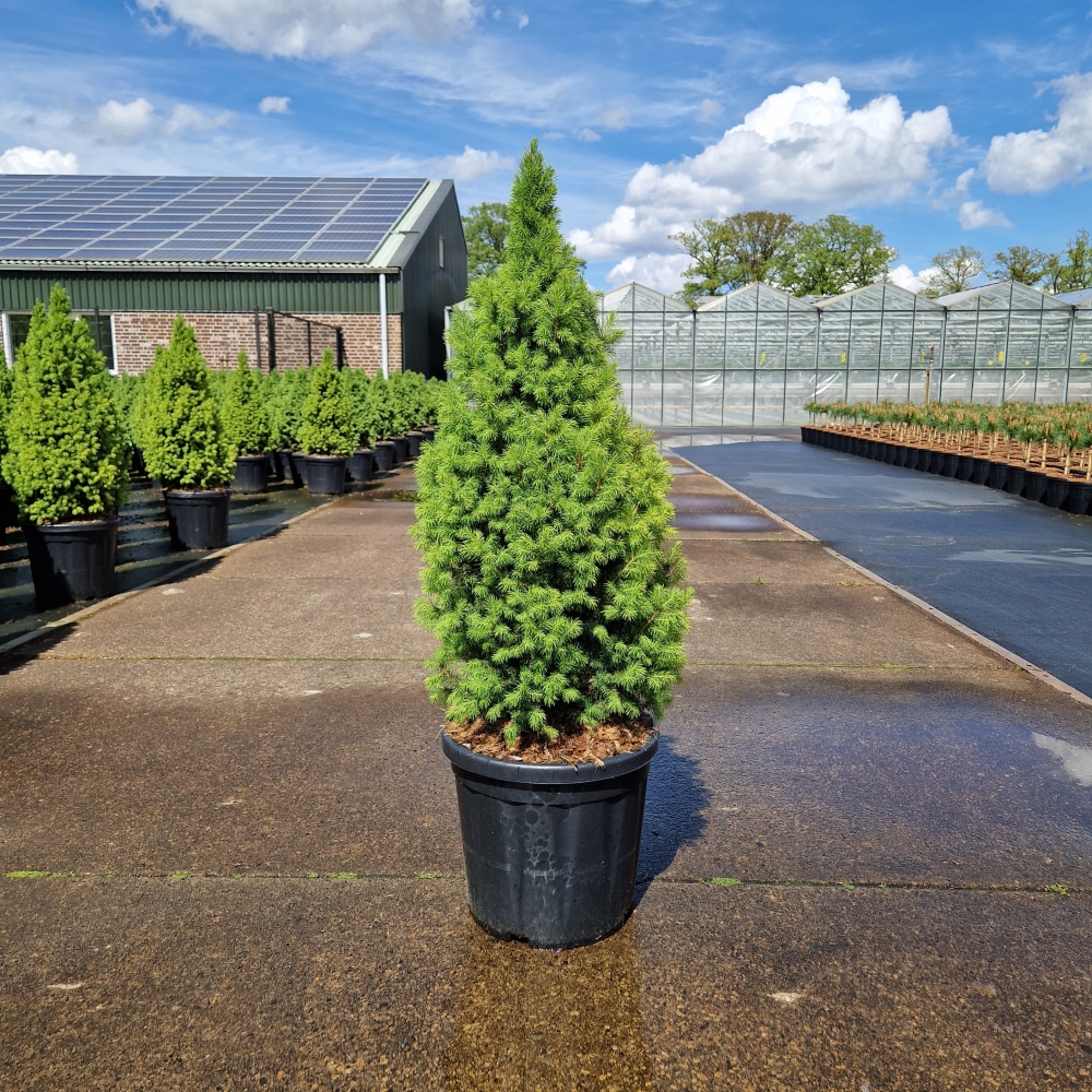 Picture of Picea glauca conica Perfecta C18 100/+