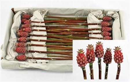 Ananas Pax 45cm