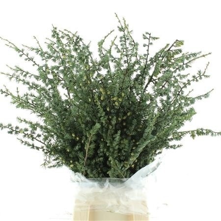 Pinus Mugo Var Mughu 70cm