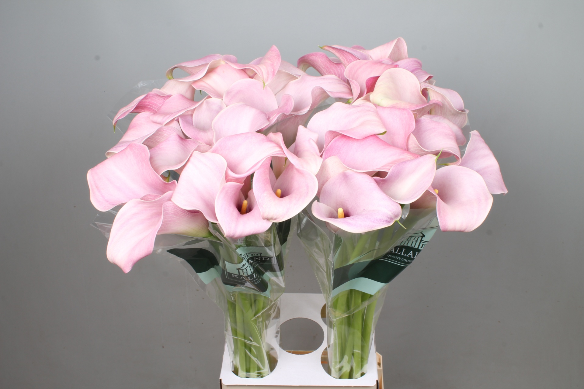 Zant Candyfloss 80cm