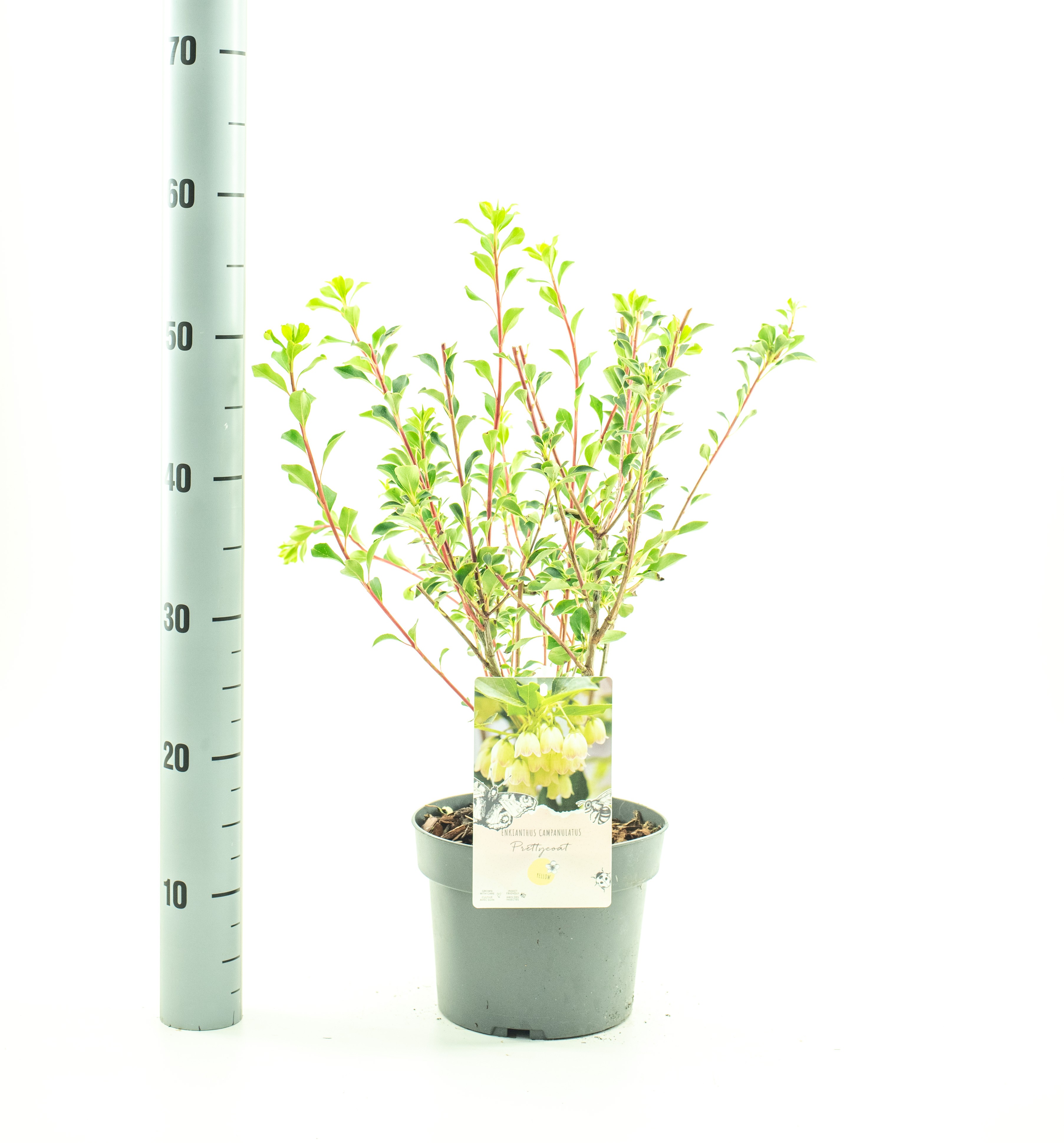 Picture of Enkianthus campanulatus Prettycoat P19 (3 Ltr) (LOOSE)