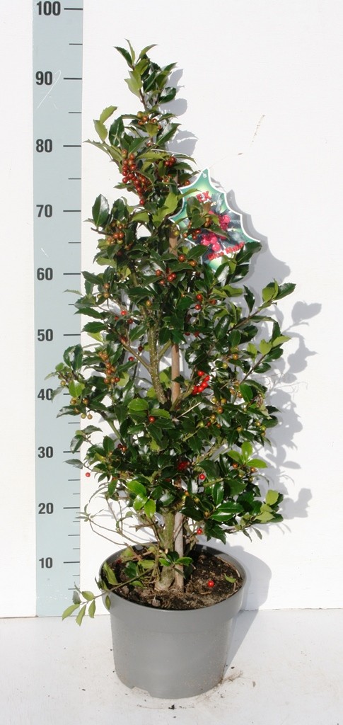 Picture of Ilex mes. Blue Maid P23 (5 Ltr) PYR 50CM/POTTED