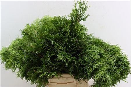 Chamaecyparis Obtusa Bs 45cm
