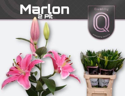 Li Or Marlon 70L.cm 25+knop 23bloei
