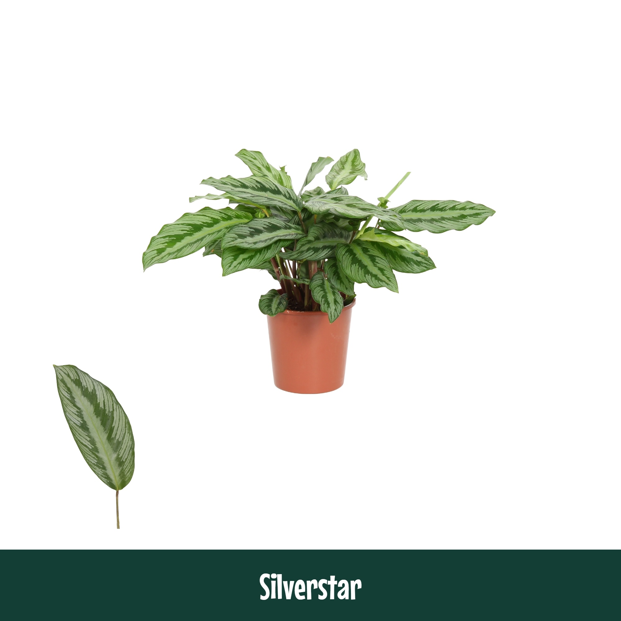 Calathea 12cm Silverstar - Living