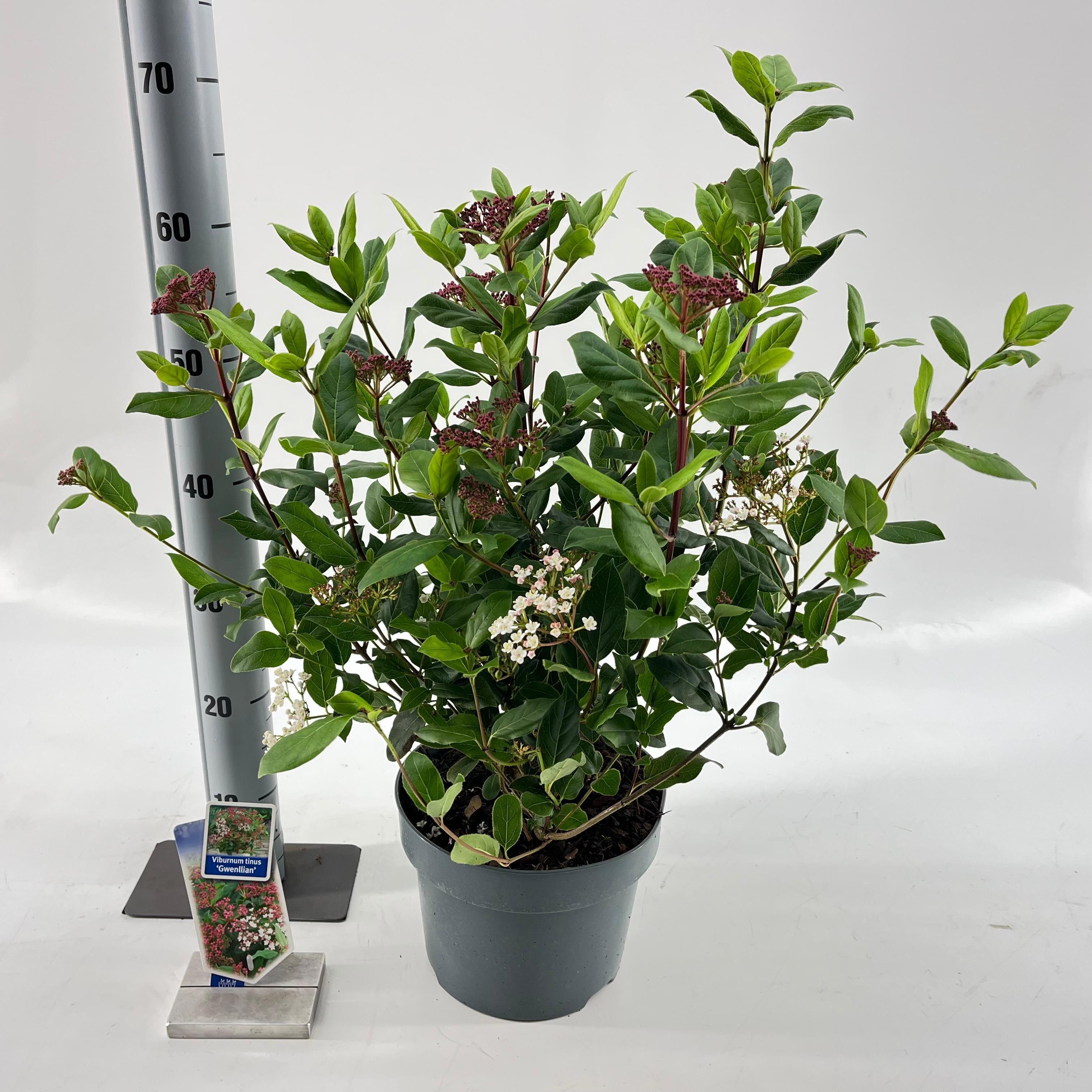 Picture of Viburnum tinus ‘Gwenllian’