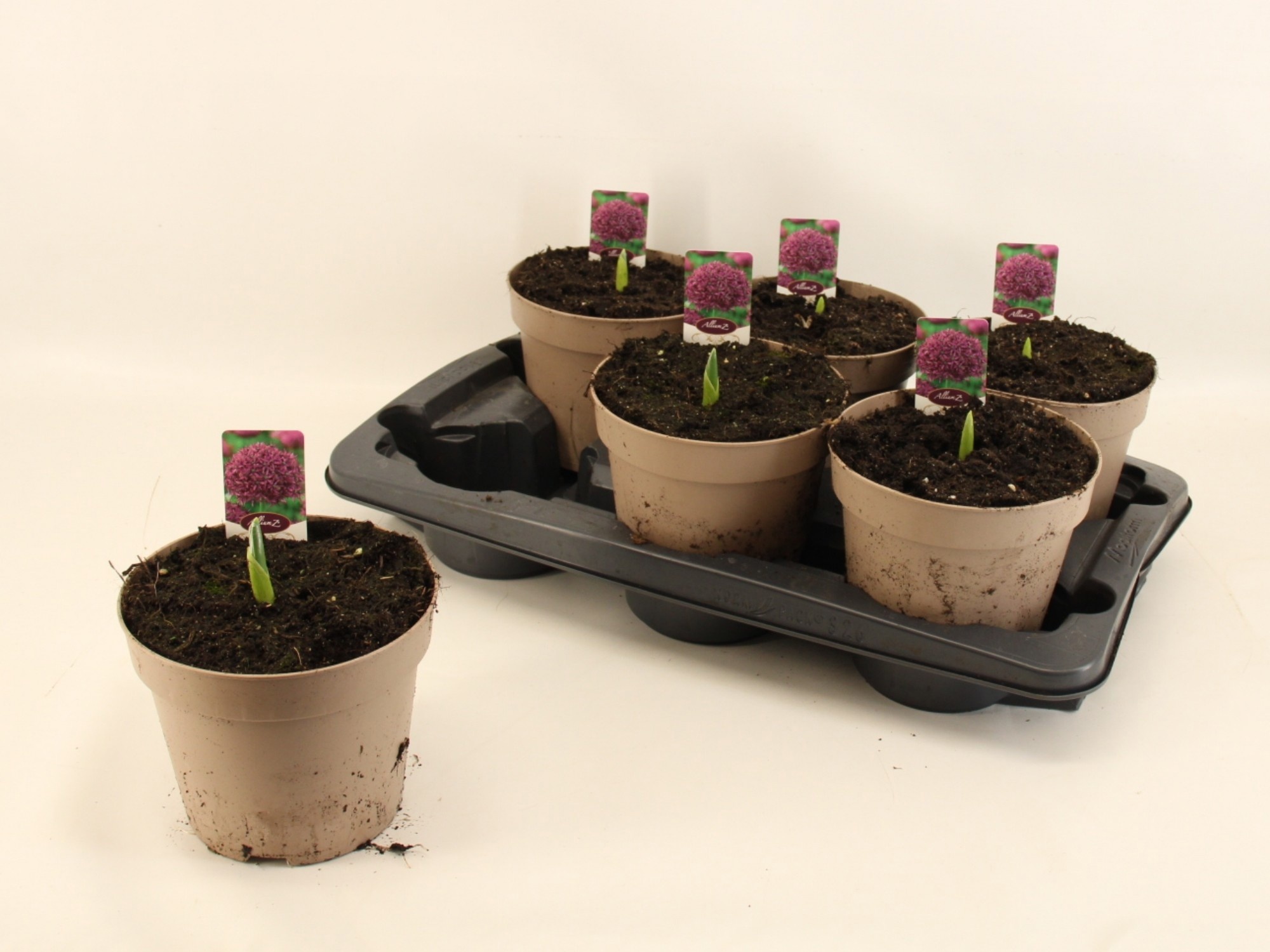 Allium overig - Alliums