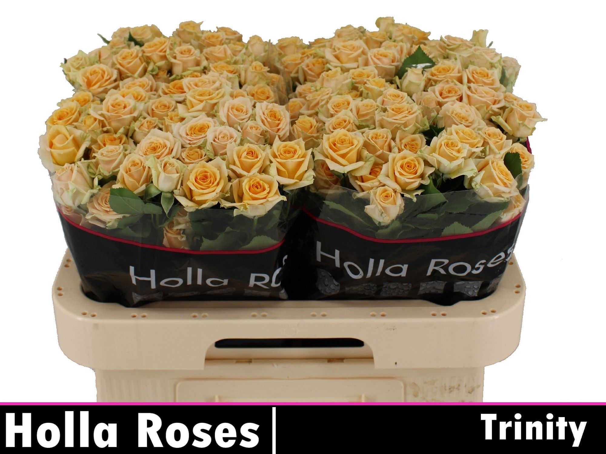 Rosa Spr Trinity 60cm