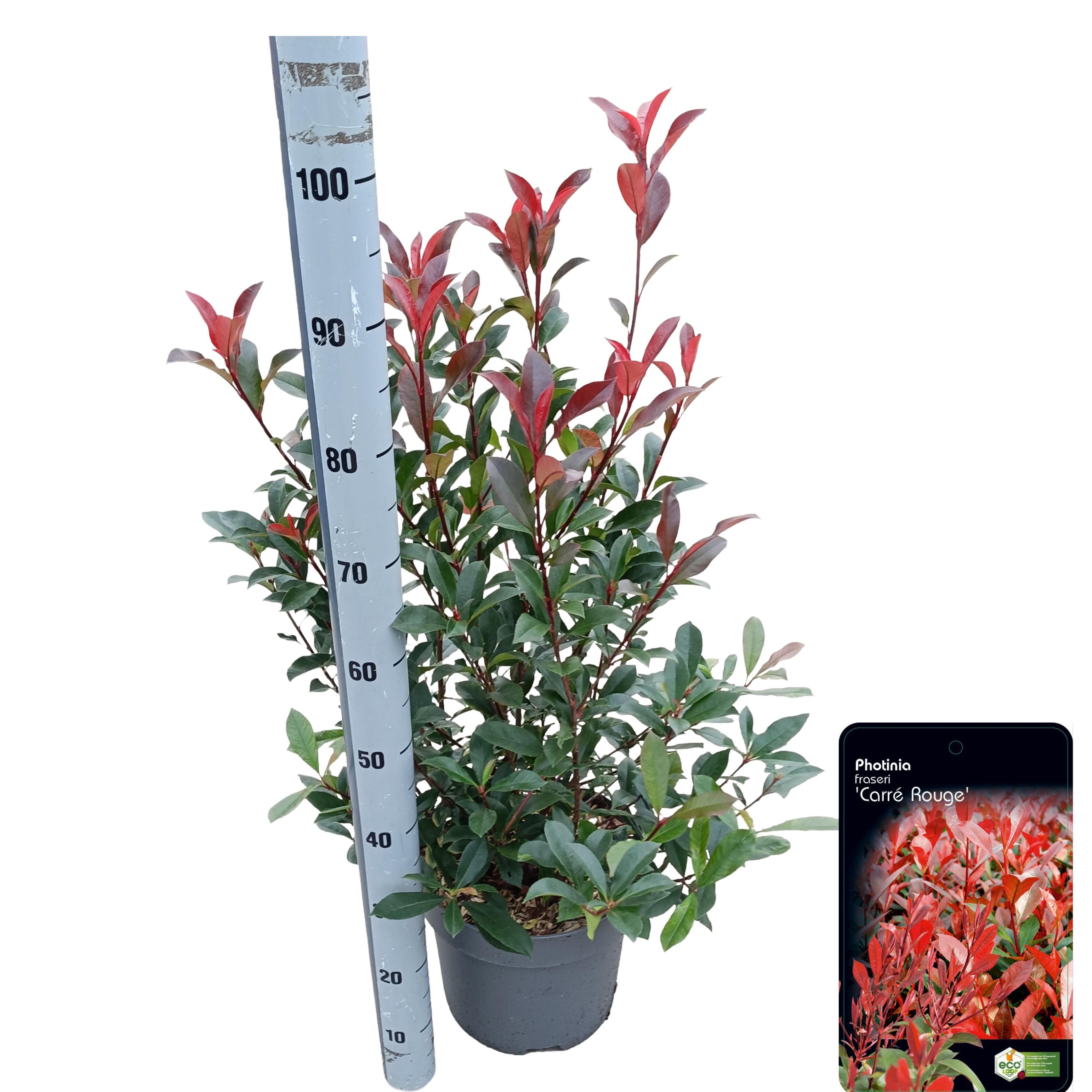 Picture of Photinia fraseri 'Carré Rouge' C10