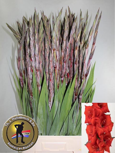 Gladiolus Costello 100cm 140gram