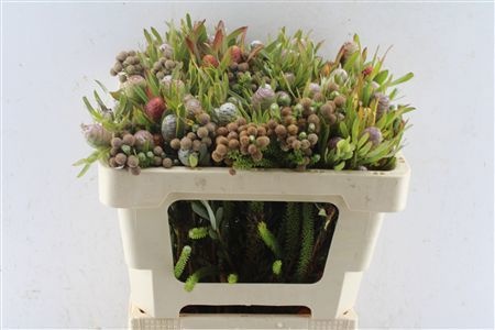 Cape Green Mixed In Bunch (BERZELIA) 50cm