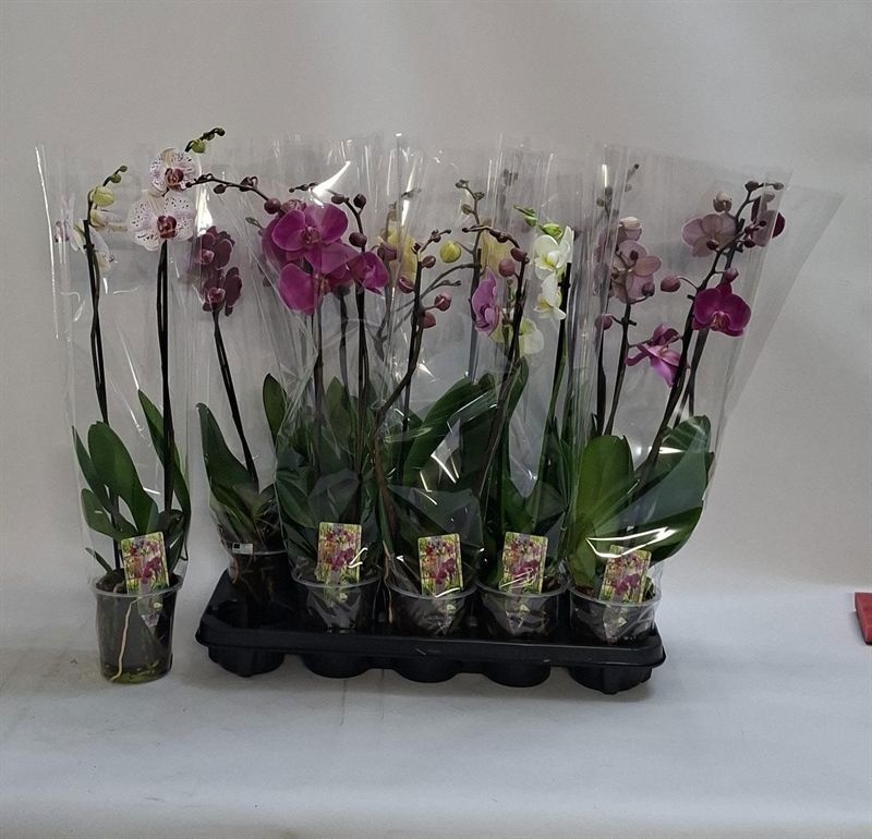 Phalaenopsis Asst 12Ø 60cm