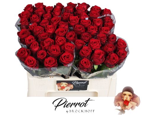 R Gr Red Naomi!