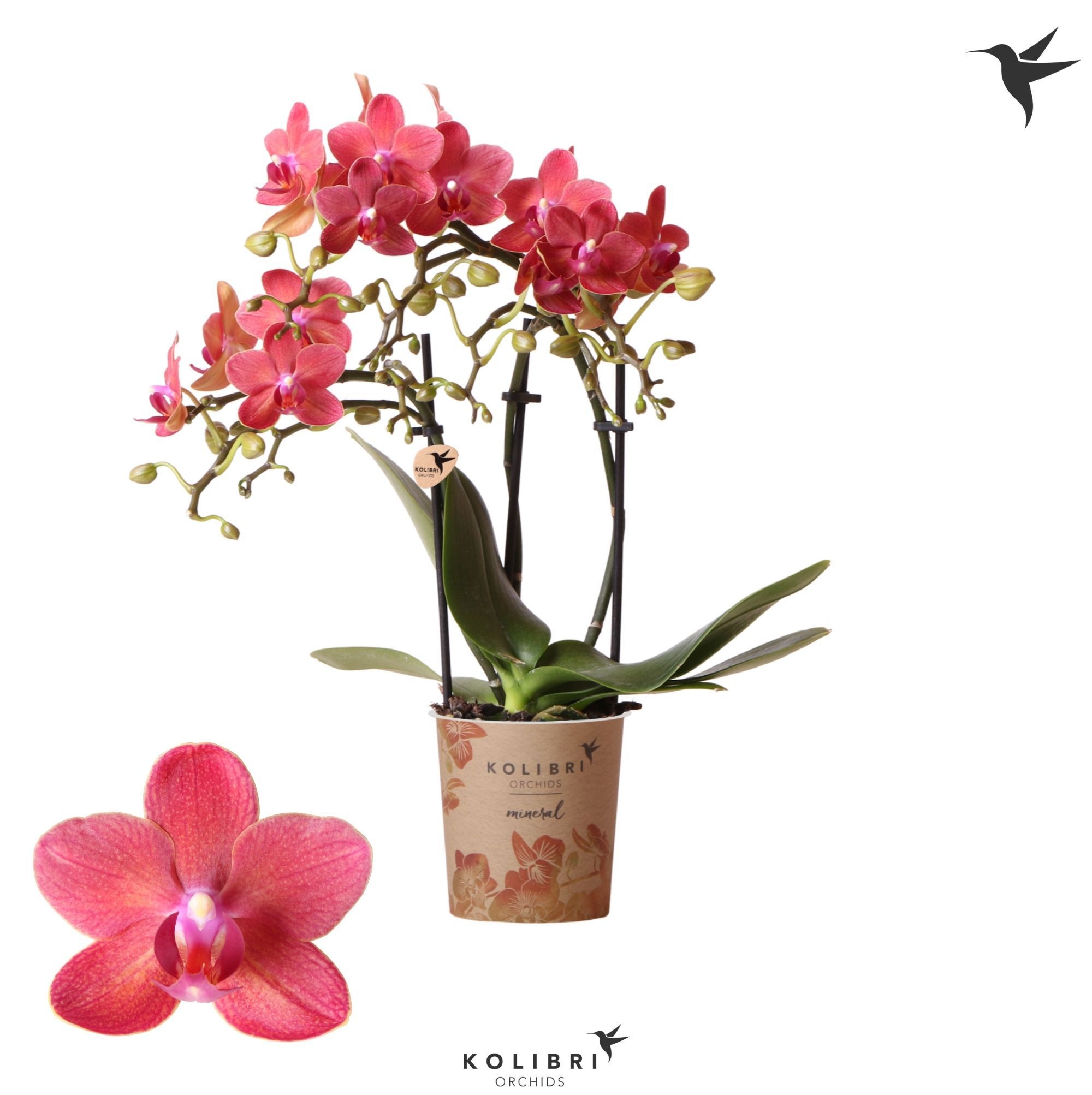 Phalaenopsis Kolibri Orchids Phalaenopsis Blossom Congo 3 spike