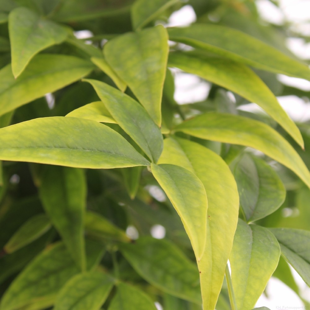 Picture of Nandina domestica 'Lemon and Lime'