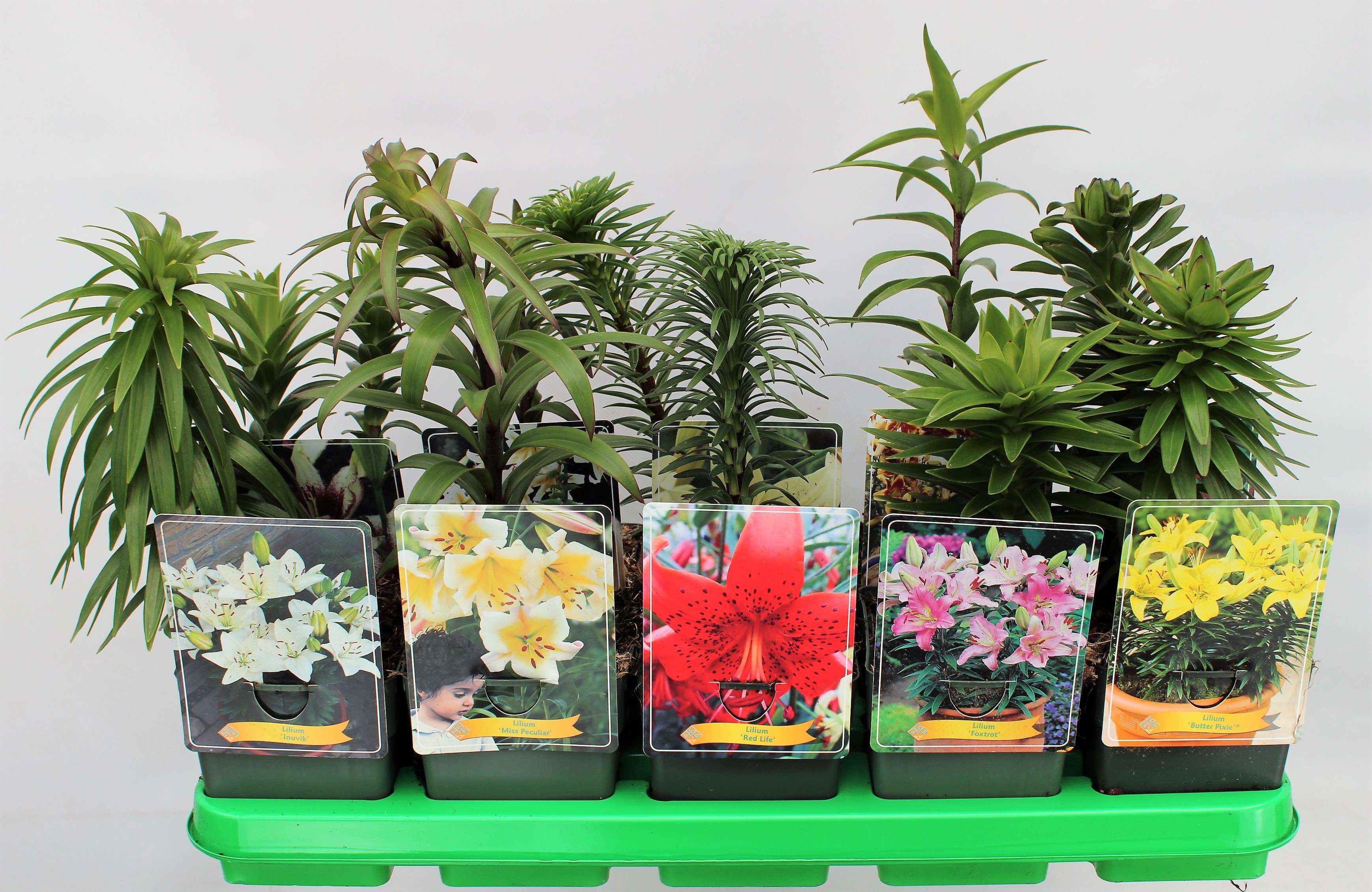 Picture of Lilium mix 6x10 srt. per shelve P11