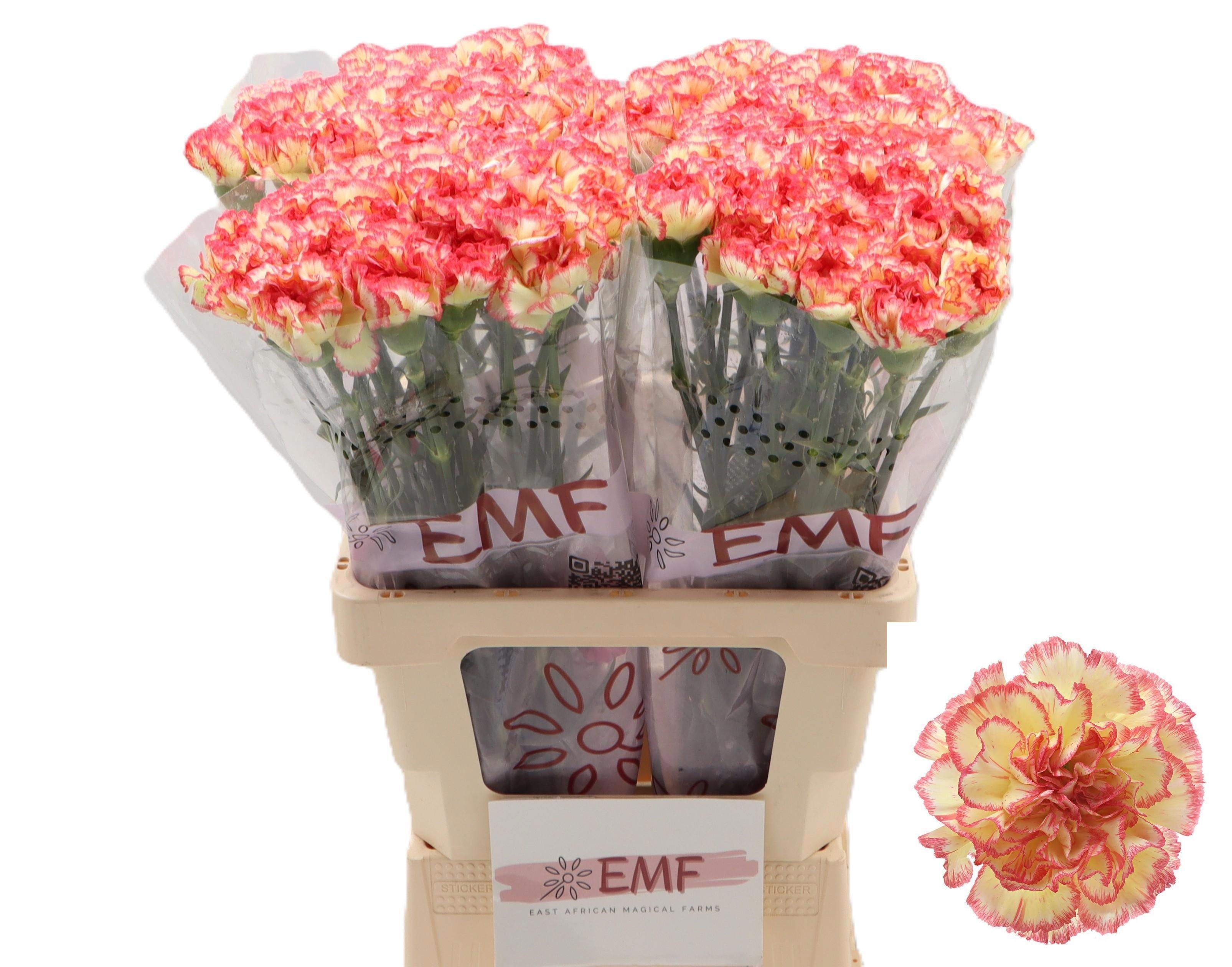Dianthus St Lorca 60cm