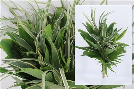 Dracaena Sanderiana 50cm