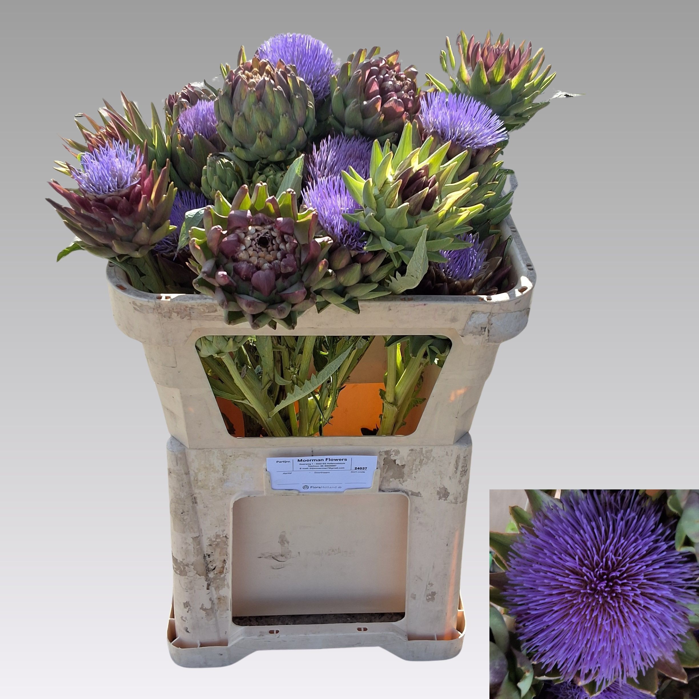 Cynara Sc Green Glob 60cm