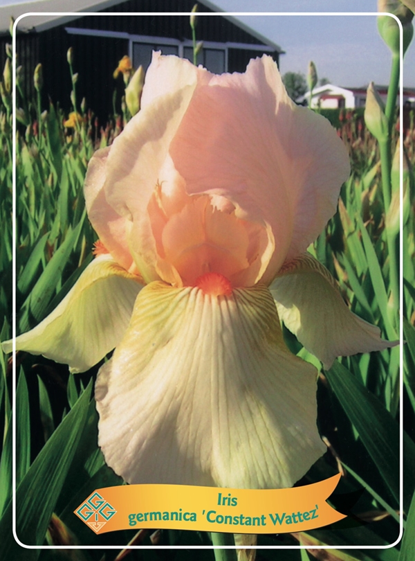 Picture of Iris germanica Mix 6x10 srt. per shelve P11