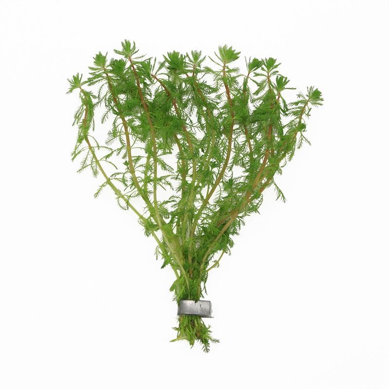 Myriophyllum brasiliensis (Bos)