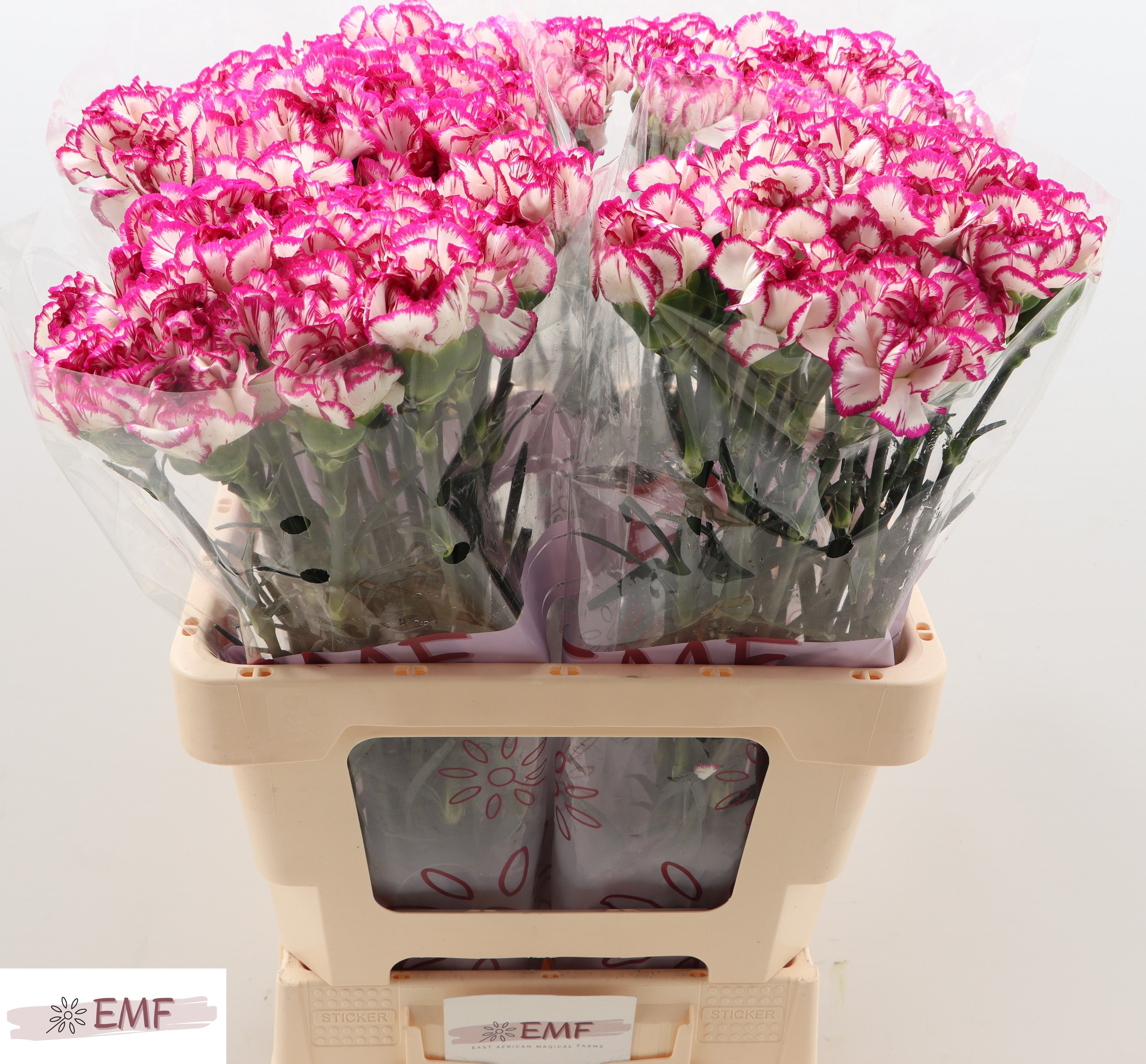 Dianthus St Kino 60cm